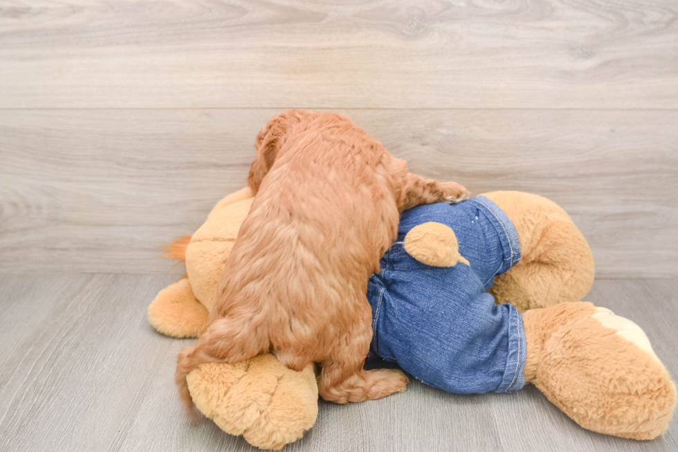 Best Mini Goldendoodle Baby