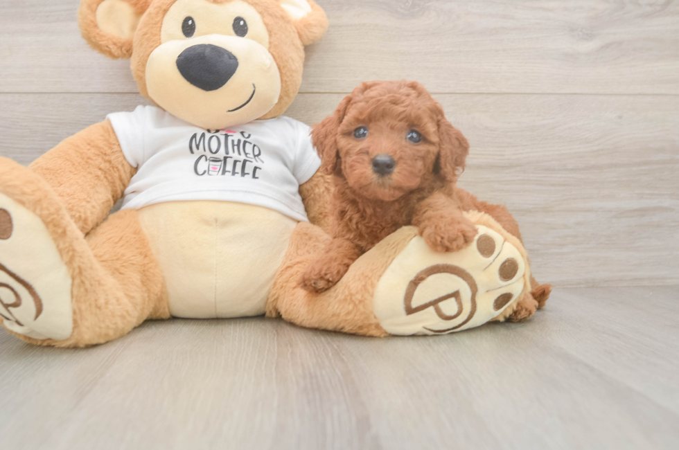 5 week old Mini Goldendoodle Puppy For Sale - Simply Southern Pups