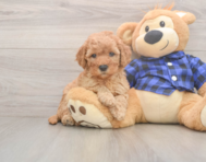 6 week old Mini Goldendoodle Puppy For Sale - Simply Southern Pups