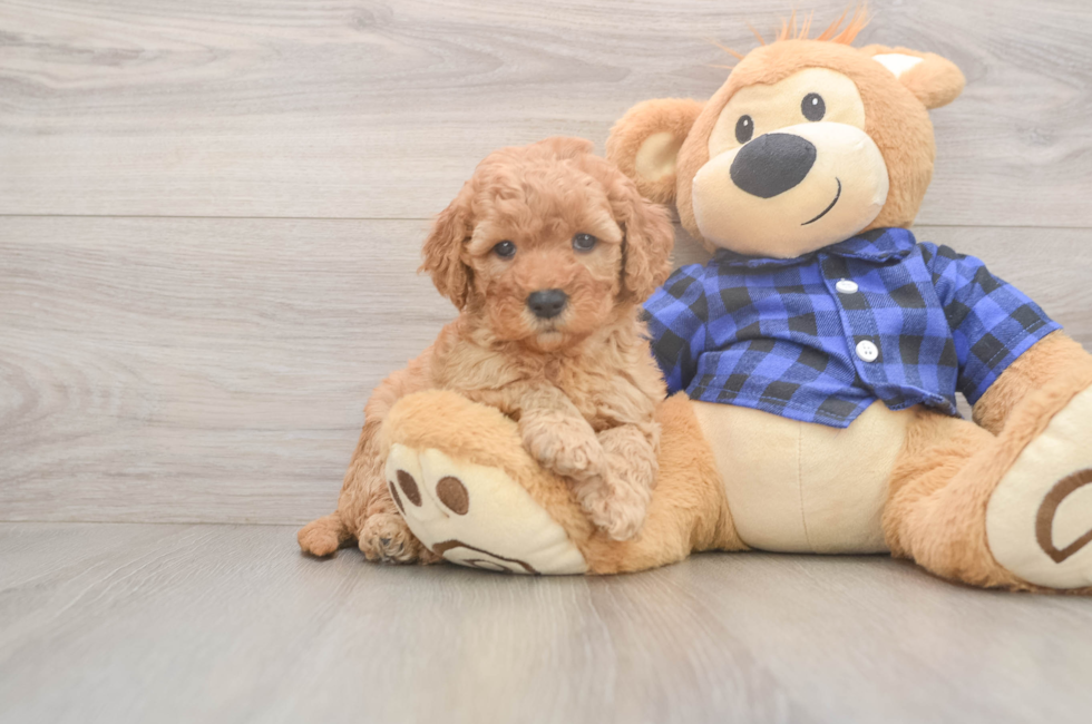 6 week old Mini Goldendoodle Puppy For Sale - Simply Southern Pups
