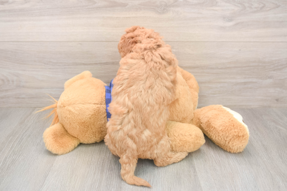 Smart Mini Goldendoodle Poodle Mix Pup