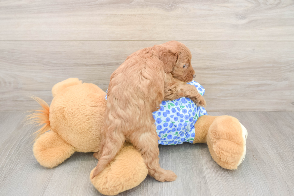 Mini Goldendoodle Pup Being Cute