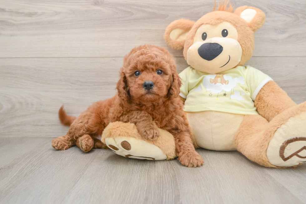 Smart Mini Goldendoodle Poodle Mix Pup
