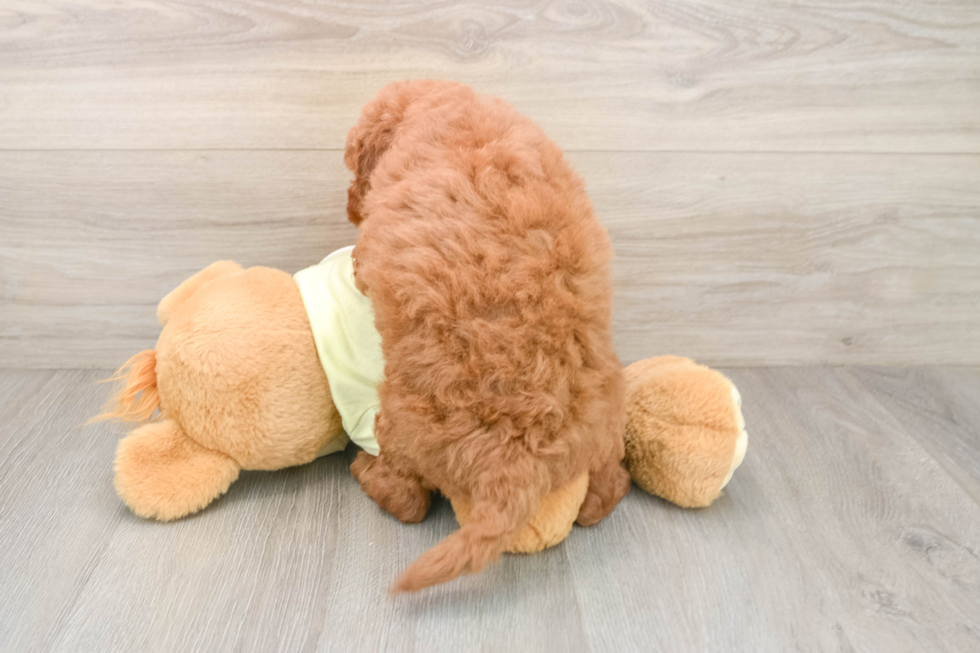 Little Mini Goldenpoo Poodle Mix Puppy