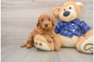 Adorable Golden Retriever Poodle Mix Poodle Mix Puppy
