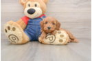 Mini Goldendoodle Pup Being Cute
