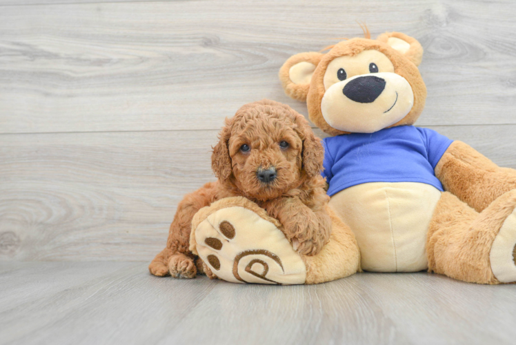 Popular Mini Goldendoodle Poodle Mix Pup