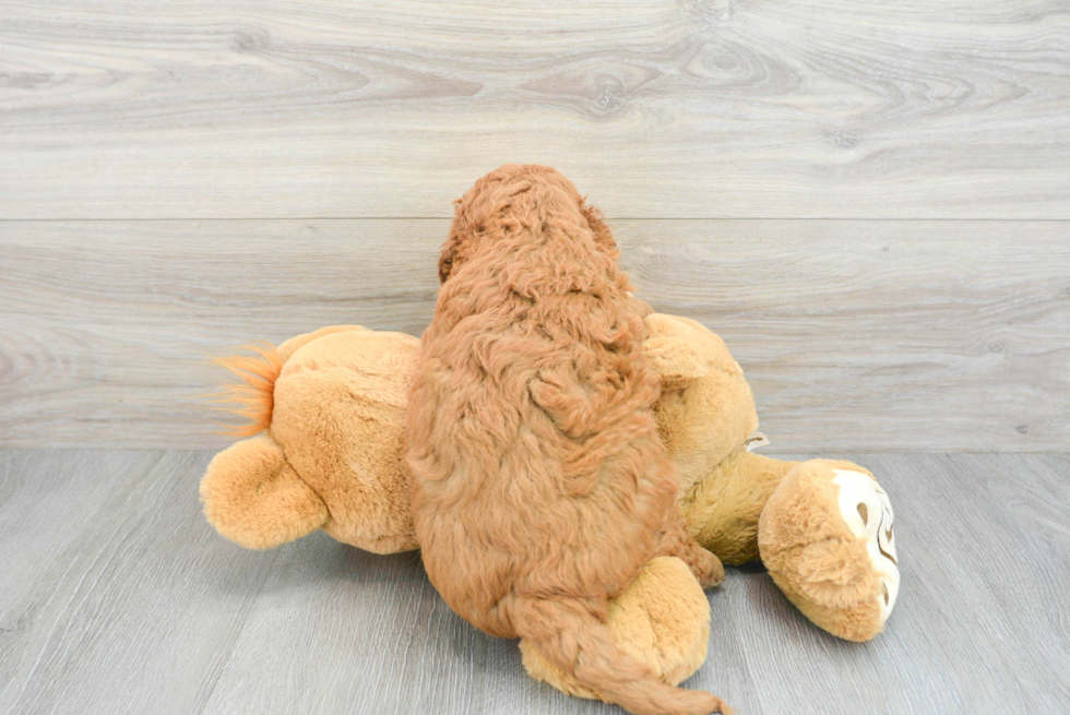 Fluffy Mini Goldendoodle Poodle Mix Pup