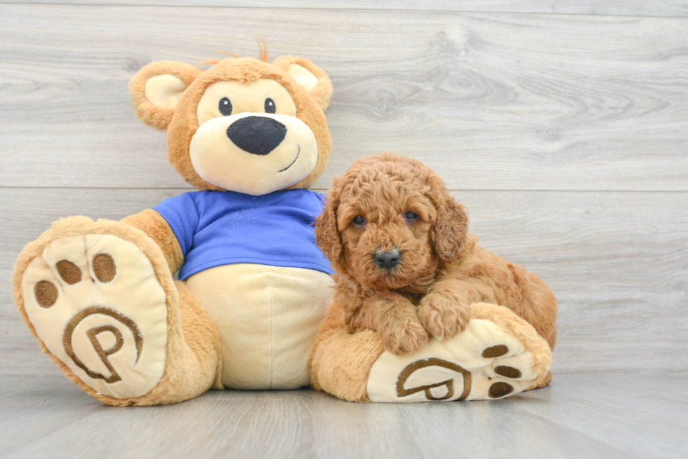 Mini Goldendoodle Puppy for Adoption