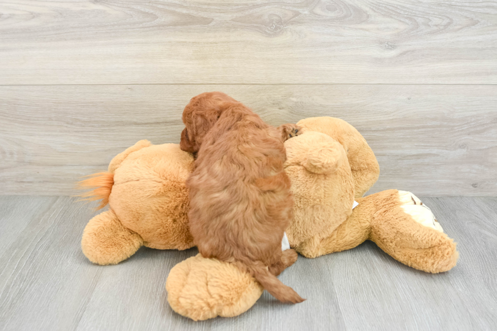 Mini Goldendoodle Pup Being Cute