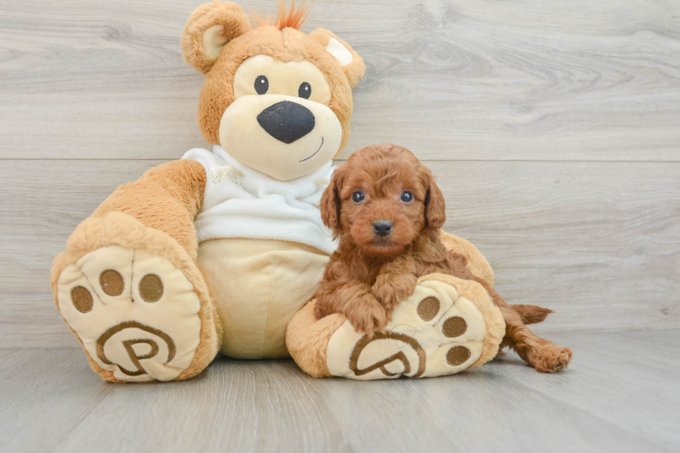 Happy Mini Goldendoodle Baby