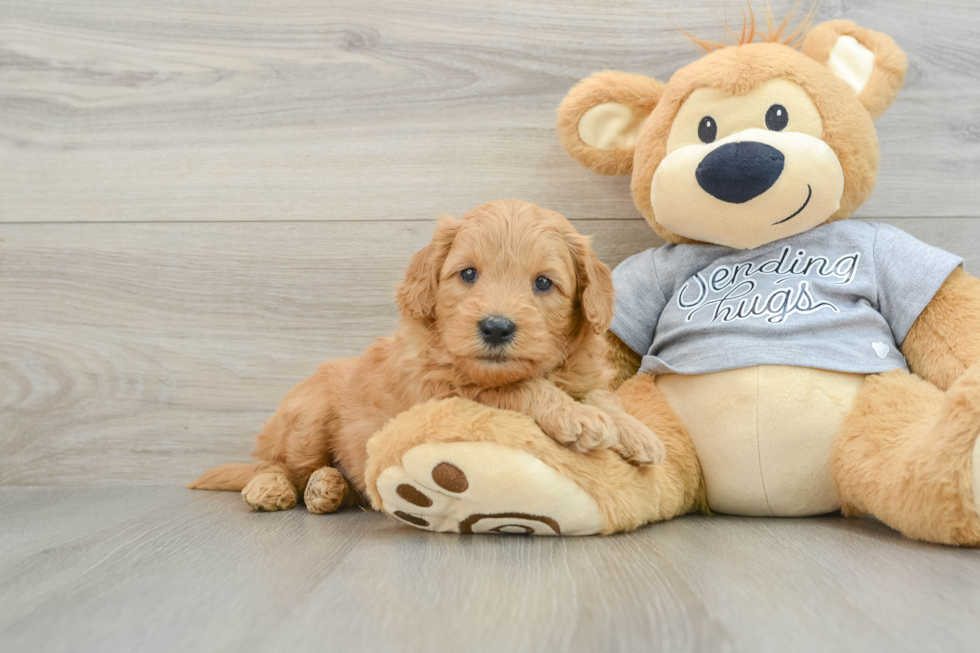 Best Mini Goldendoodle Baby