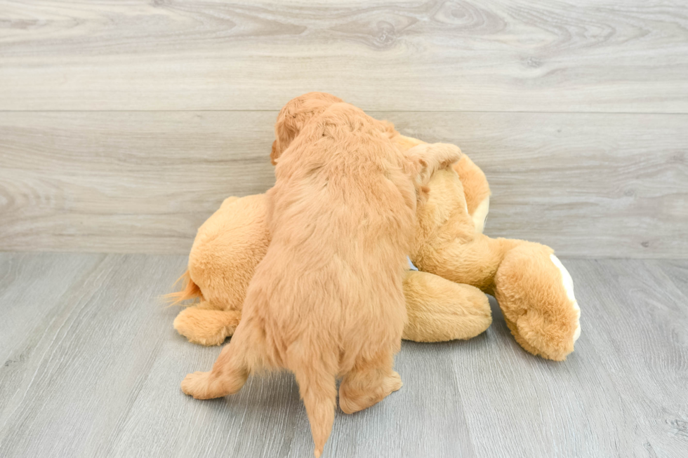 Little Mini Goldenpoo Poodle Mix Puppy