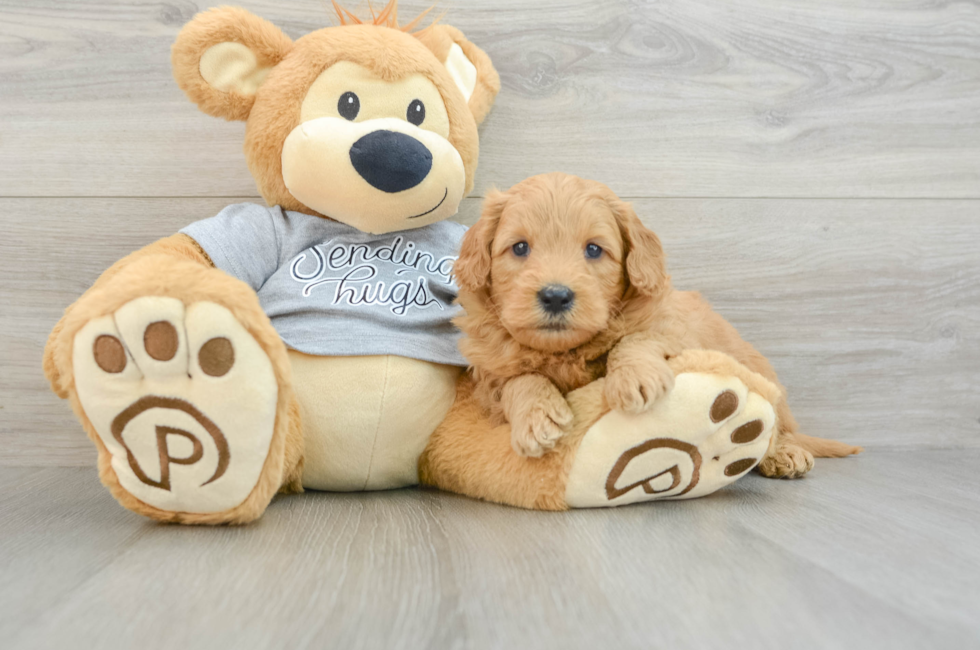 5 week old Mini Goldendoodle Puppy For Sale - Simply Southern Pups