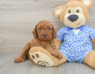 7 week old Mini Goldendoodle Puppy For Sale - Simply Southern Pups