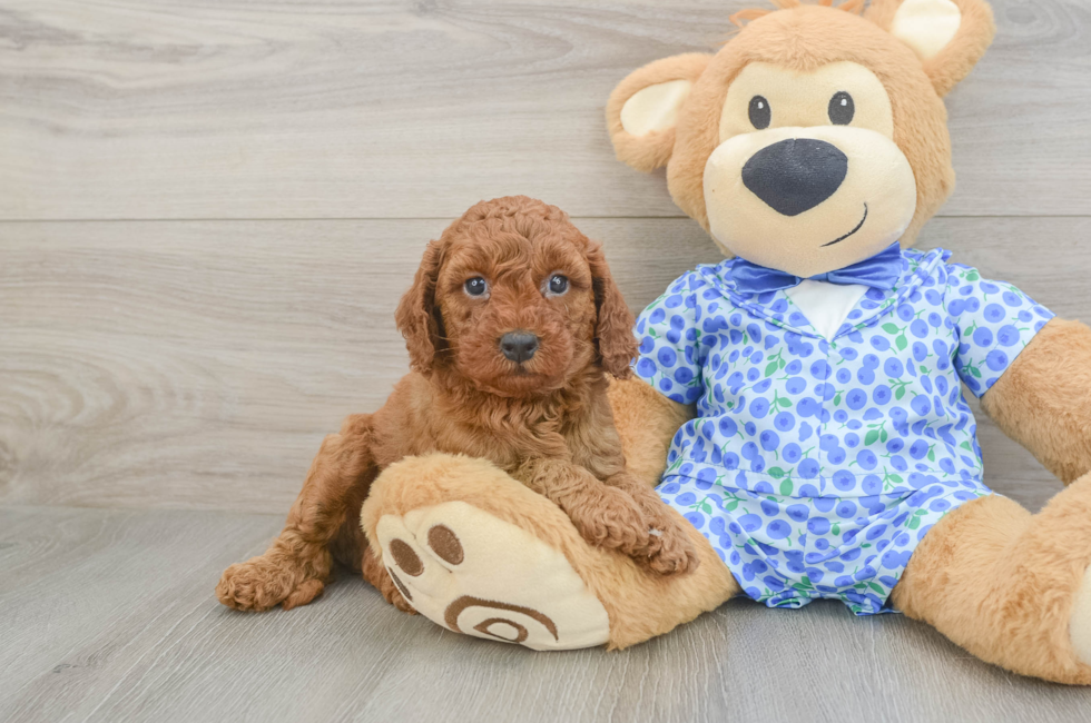 5 week old Mini Goldendoodle Puppy For Sale - Simply Southern Pups