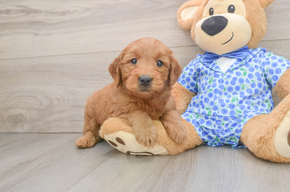6 week old Mini Goldendoodle Puppy For Sale - Simply Southern Pups