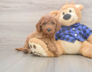 5 week old Mini Goldendoodle Puppy For Sale - Simply Southern Pups