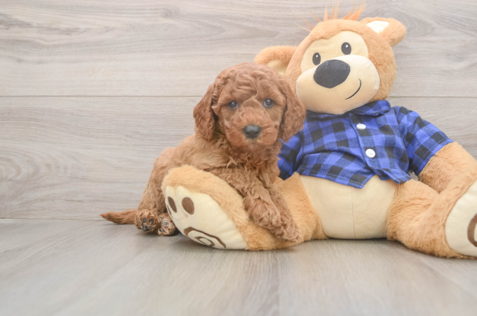 6 week old Mini Goldendoodle Puppy For Sale - Simply Southern Pups