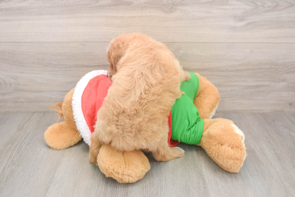 Little Mini Goldenpoo Poodle Mix Puppy