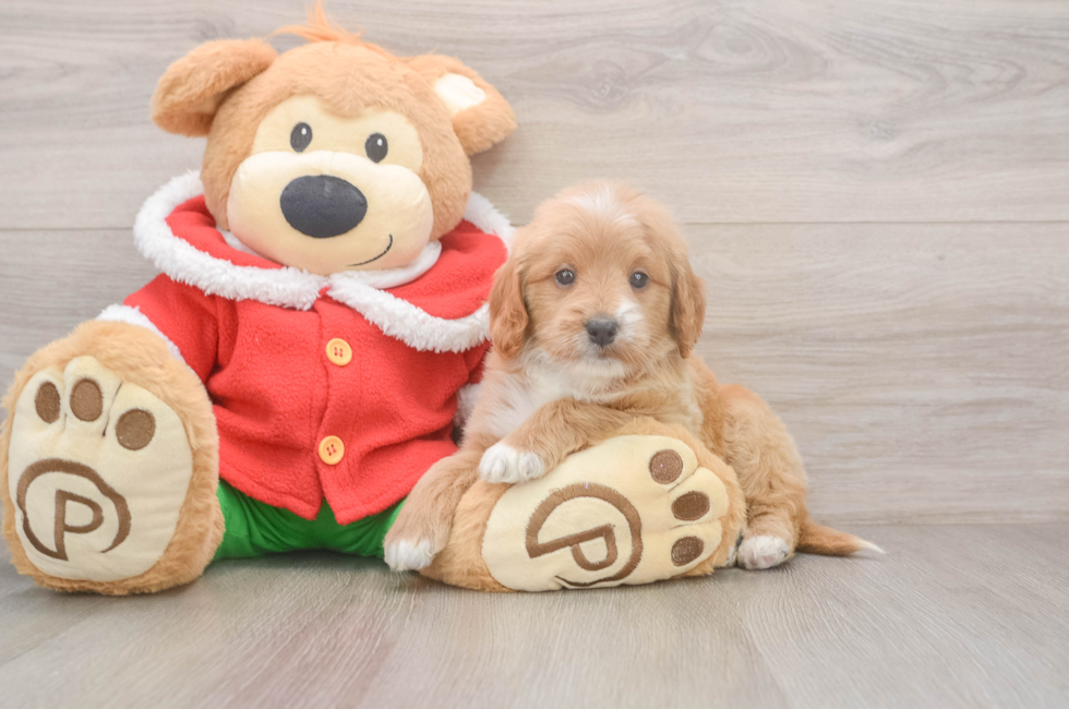 5 week old Mini Goldendoodle Puppy For Sale - Simply Southern Pups