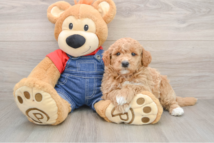 Mini Goldendoodle Pup Being Cute