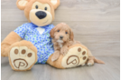 Friendly Mini Goldendoodle Baby