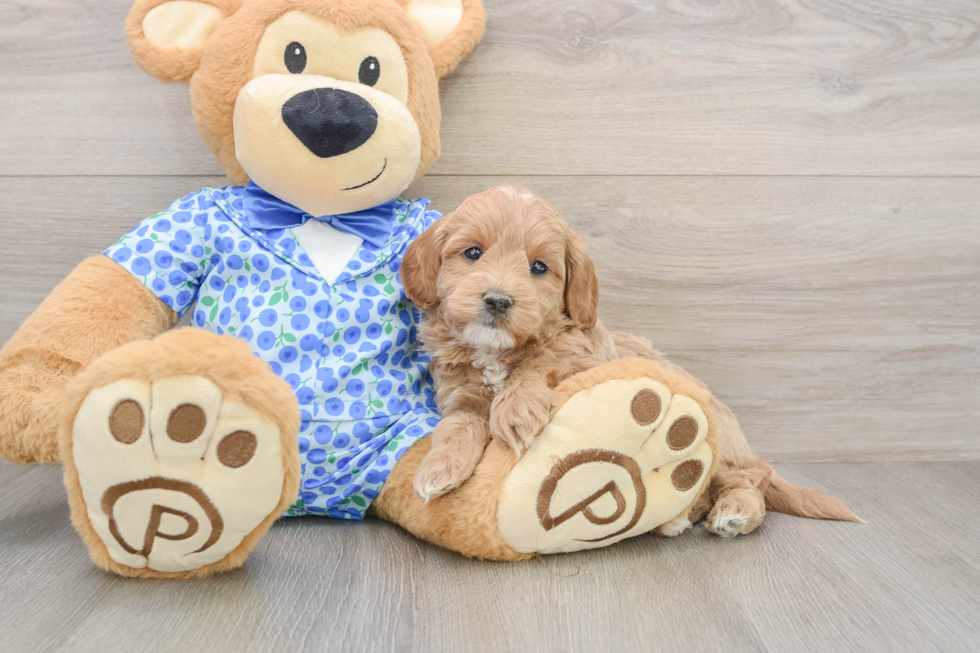 Friendly Mini Goldendoodle Baby