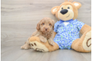 Mini Goldendoodle Puppy for Adoption
