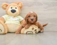 7 week old Mini Goldendoodle Puppy For Sale - Simply Southern Pups