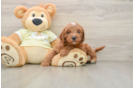 Small Mini Goldendoodle Baby