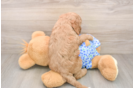 Mini Goldendoodle Pup Being Cute