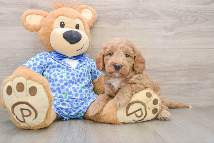 Mini Goldendoodle Pup Being Cute