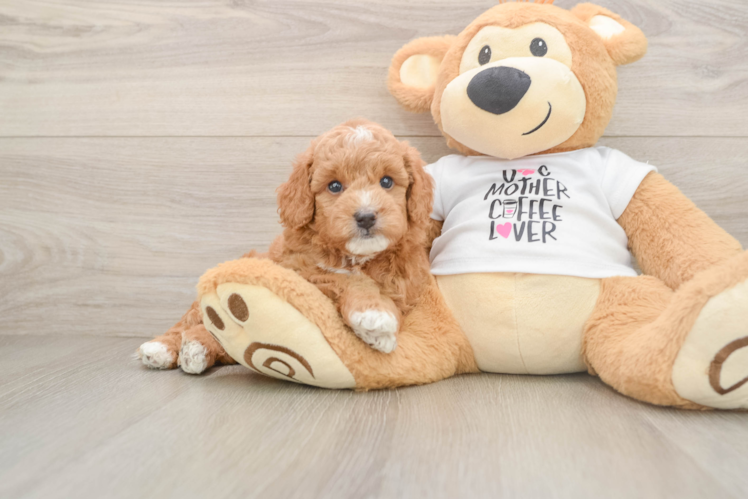 Mini Goldendoodle Puppy for Adoption