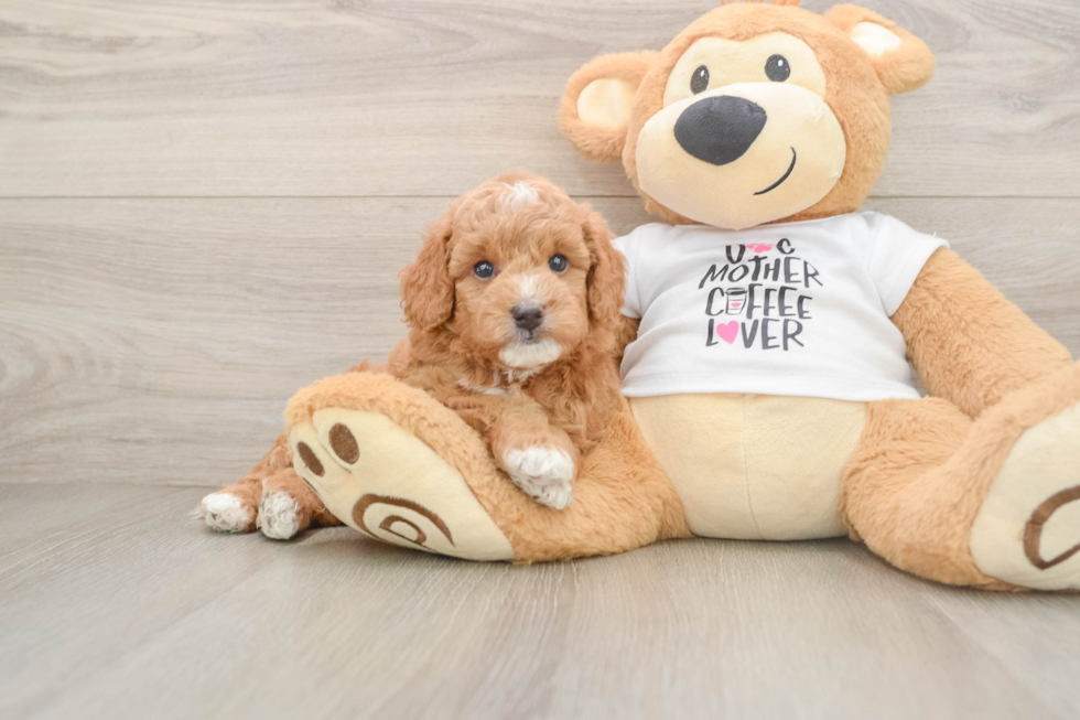 Mini Goldendoodle Puppy for Adoption