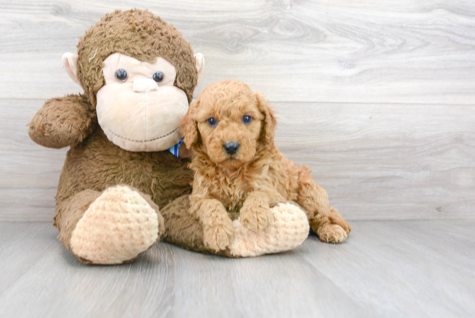 Cute Mini Goldendoodle Poodle Mix Pup