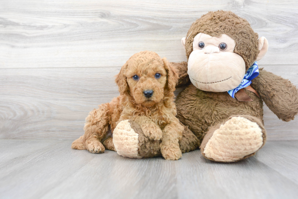 Mini Goldendoodle Puppy for Adoption