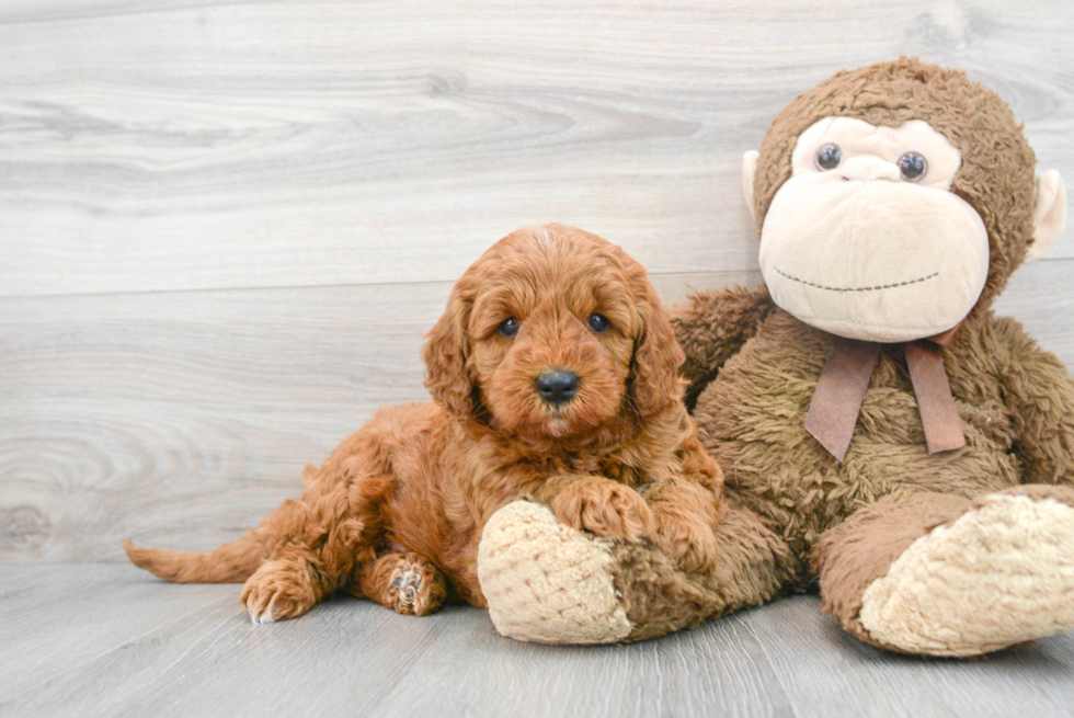 golden retriever poodle mix puppy