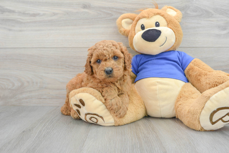 Mini Goldendoodle Pup Being Cute