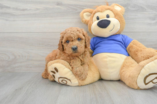 Mini Goldendoodle Pup Being Cute