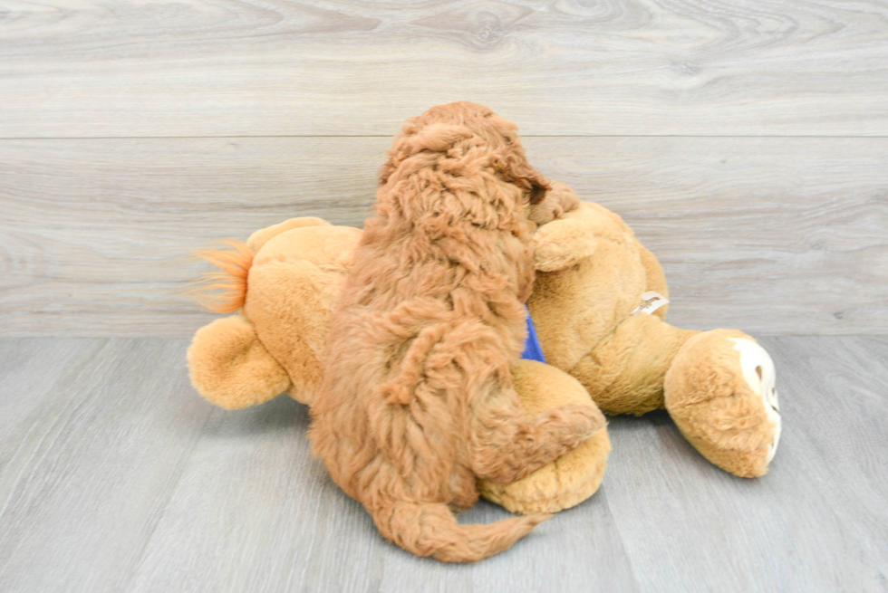 Sweet Mini Goldendoodle Baby