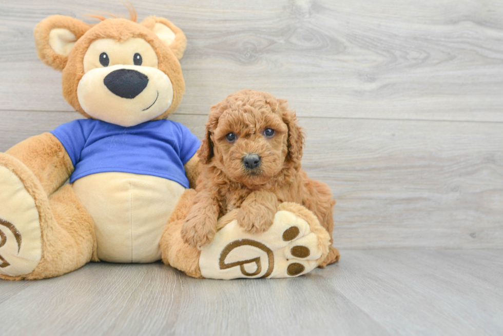 Little Golden Retriever Poodle Mix Puppy