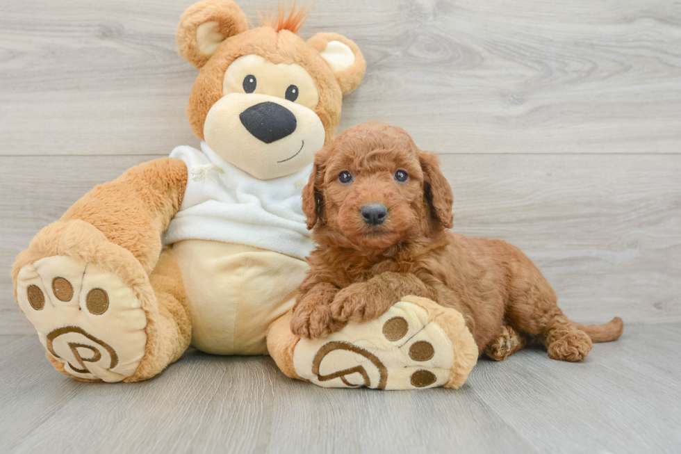 Mini Goldendoodle Pup Being Cute