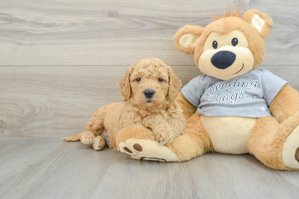 Mini Goldendoodle Pup Being Cute