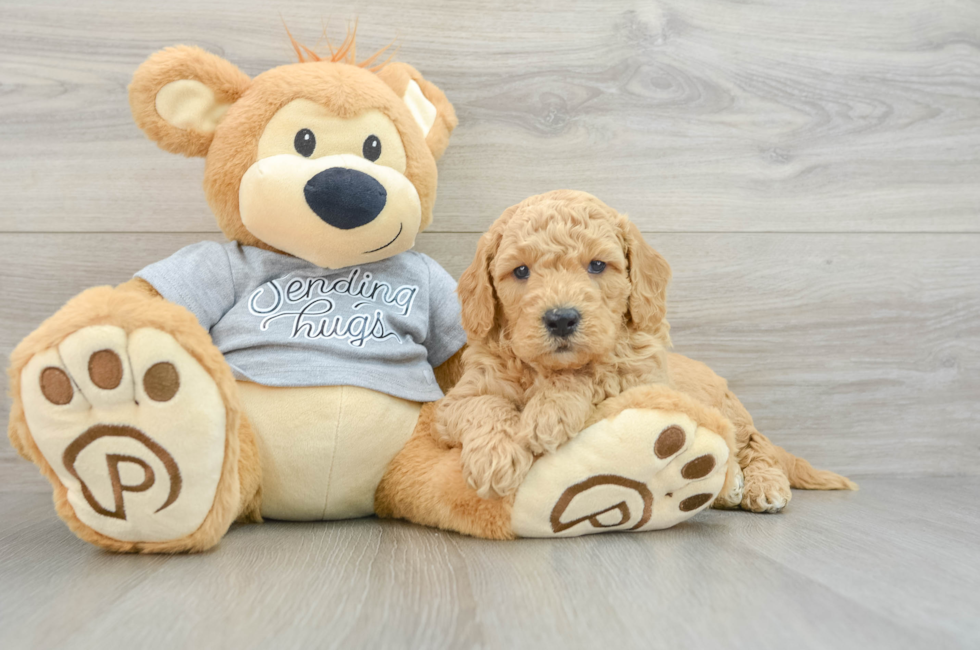 5 week old Mini Goldendoodle Puppy For Sale - Simply Southern Pups