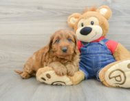 6 week old Mini Goldendoodle Puppy For Sale - Simply Southern Pups