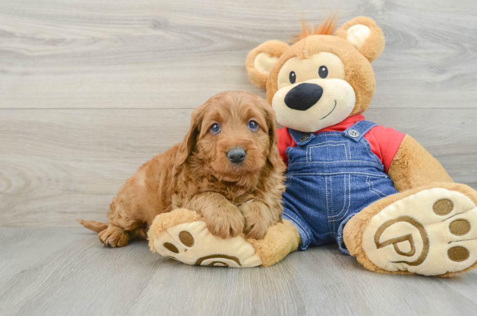 6 week old Mini Goldendoodle Puppy For Sale - Simply Southern Pups