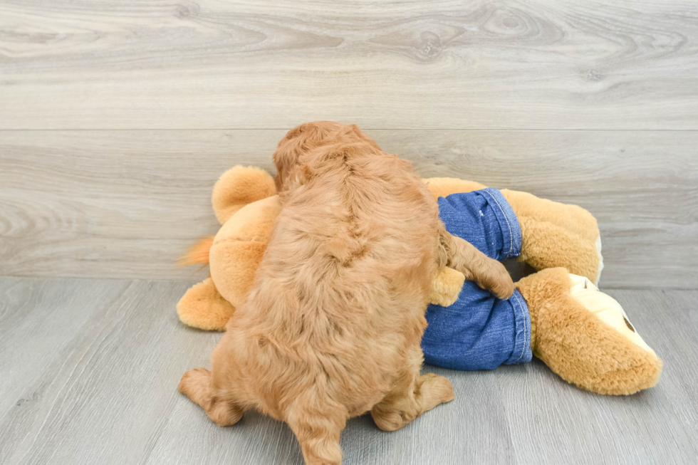 Small Mini Goldendoodle Baby