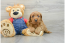 Mini Goldendoodle Puppy for Adoption