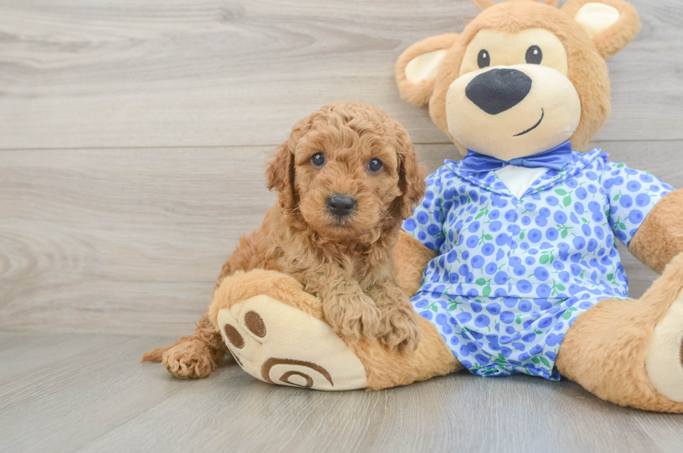 5 week old Mini Goldendoodle Puppy For Sale - Simply Southern Pups